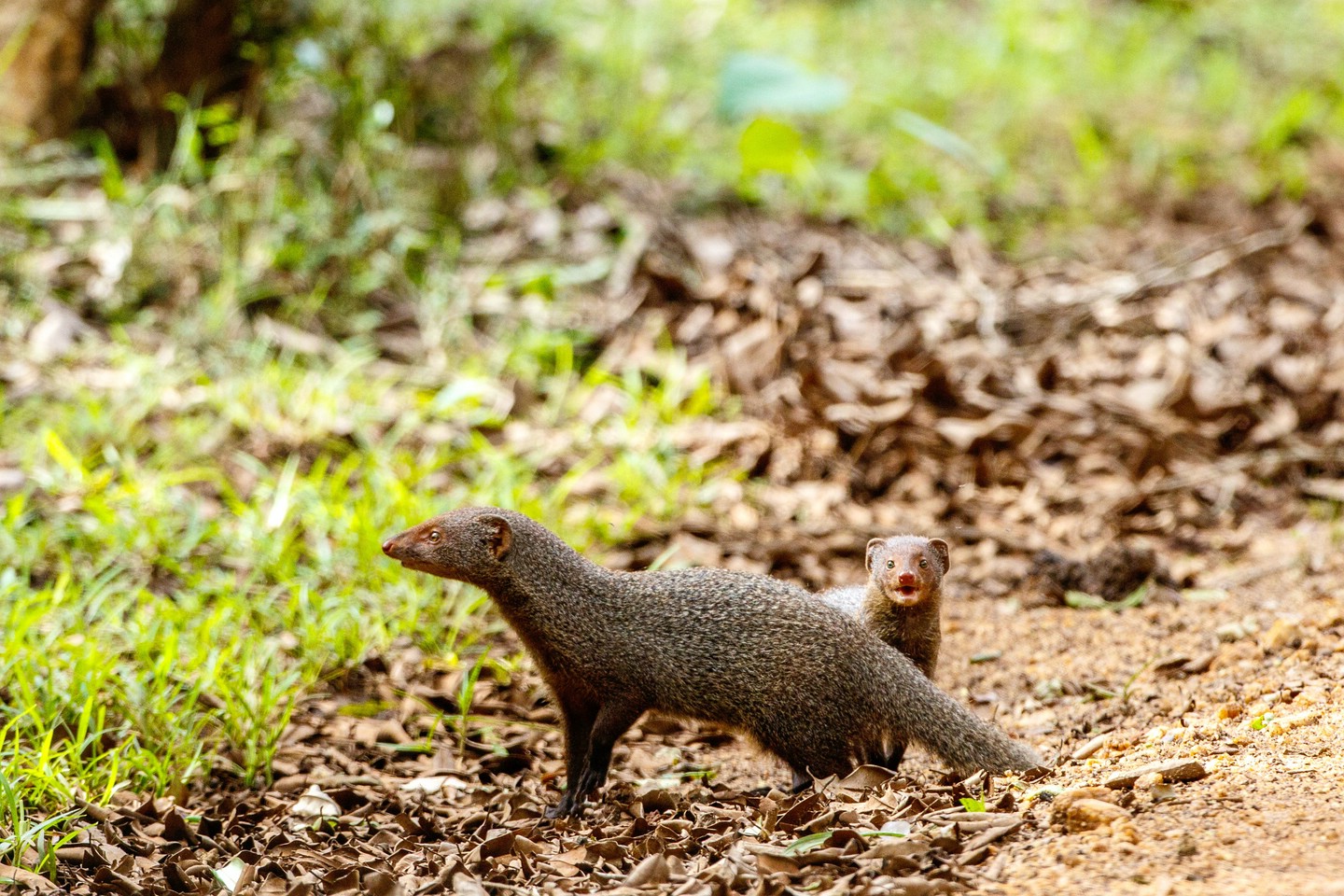 Indische Rotmanguste